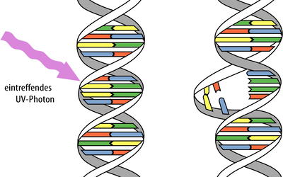Towards a Creationary Classification of Mutations