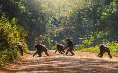 Genome-Wide DNA Alignment Similarity (Identity) for 40,000 Chimpanzee DNA Sequences Queried against the Human Genome is 86–89%