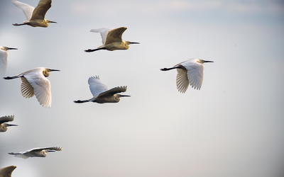 An Initial Estimate of Avian Ark Kinds