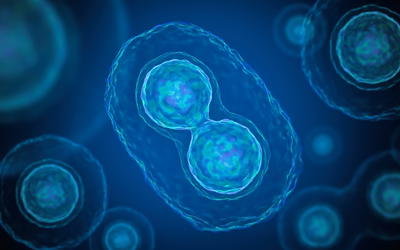 Chimeras, Cybrids, and Hybrids: A Christian’s Observations and Critique of Some Aspects of the Controversy Involving the Mixing of Human and Animal Materials for Scientific Research
