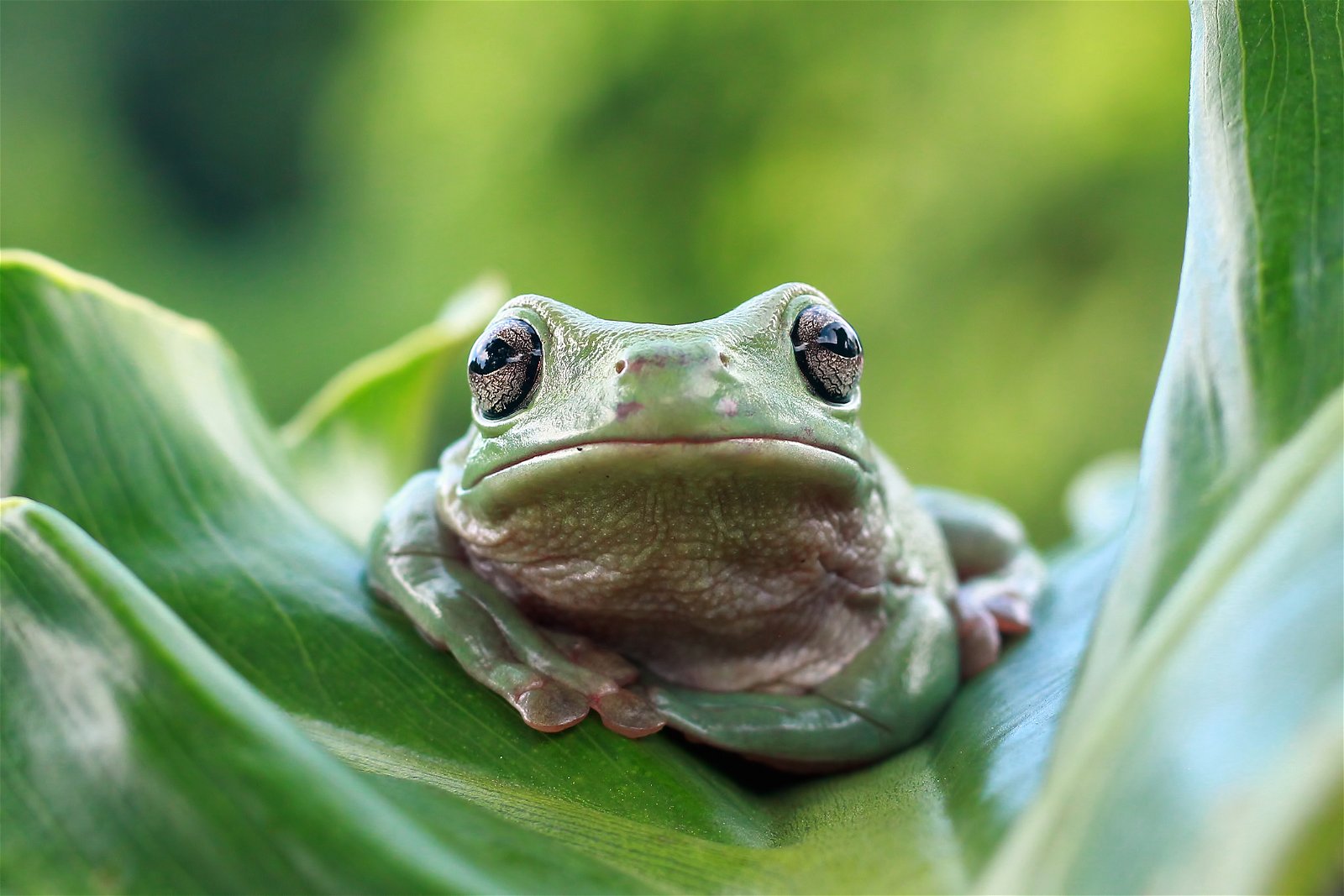 Some Frogs Use Toxins to Deter Predators, but Evolution Doesn't Supply Free  Lunch