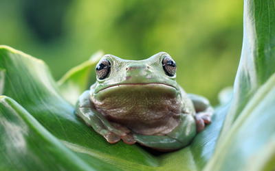 An Initial Estimate Toward Identifying and Numbering the Frog Kinds on the Ark: Order Anura