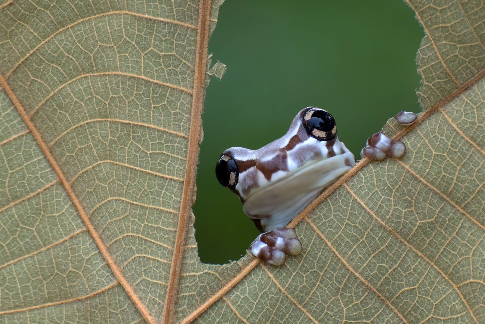 Identifying and Numbering Amphibian Kinds Results