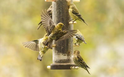 Does Natural Selection Exist?