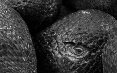 Discerning Tyrants from Usurpers: A Statistical Baraminological Analysis of Tyrannosauroidea Yielding the First Dinosaur Holobaramin