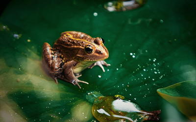 Fossil Baramins on Noah’s Ark: The “Amphibians”