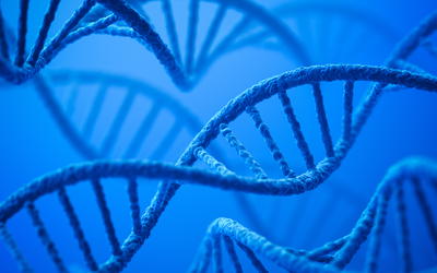 The Human GULO Pseudogene—Evidence for Evolutionary Discontinuity and Genetic Entropy