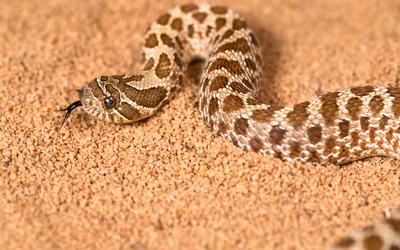 An Initial Estimate toward Identifying and Numbering Extant Tuatara, Amphisbaena, and Snake Kinds