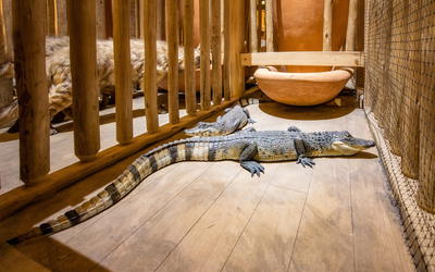 An Initial Estimate toward Identifying and Numbering the Ark Turtle and Crocodile Kinds