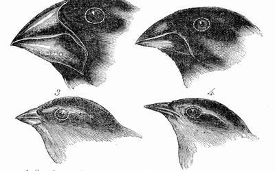 A Response to “Does Natural Selection Exist?”: Creatures’ Adaptation Explained by the Design-based, Organism-driven Approach: Part 3