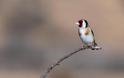 Natural Selection: Assessing the Role It Plays in our World