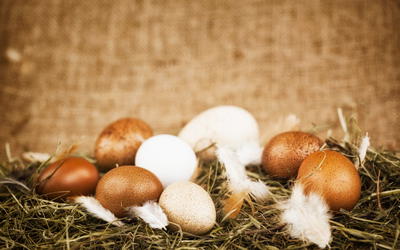 Challenging the BioLogos Claim that a Vitellogenin (Egg-Laying) Pseudogene Exists in the Human Genome
