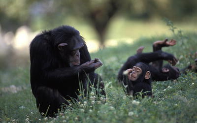 Documented Anomaly in Recent Versions of the BLASTN Algorithm and a Complete Reanalysis of Chimpanzee and Human Genome-Wide DNA Similarity Using Nucmer and LASTZ