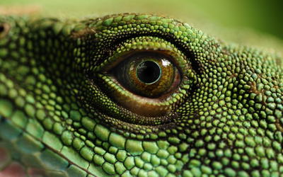 An Initial Estimation of the Numbers and Identification of Extant Non-Snake/Non-Amphisbaenian Lizard Kinds: Order Squamata
