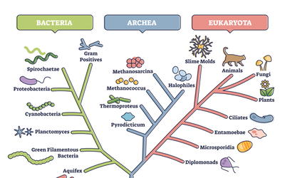 Using Taxonomically Restricted Essential Genes to Determine Whether Two Organisms Can Belong to the Same Family Tree