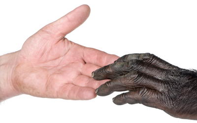 Analysis of 101 Chimpanzee Trace Read Data Sets: Assessment of Their Overall Similarity to Human and Possible Contamination With Human DNA