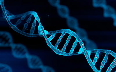 On the Origin of Human Mitochondrial DNA Differences, New Generation Time Data Both Suggest a Unified Young-Earth Creation Model and Challenge the Evolutionary Out-of-Africa Model