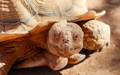 Feathered Turtles?