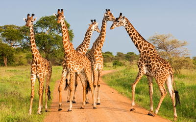 Animals