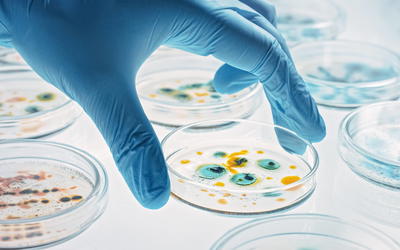 Bacteria