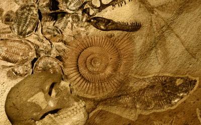 Fossils