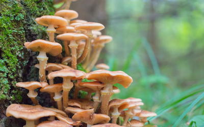 Fungi