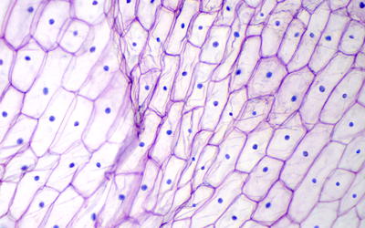 Homology