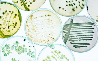Microbiology
