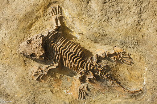 Paleontology | Answers Research Journal