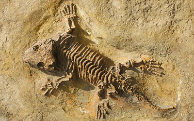 Paleontology