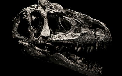 Should English Bibles Include the Word Dinosaur? A Deeper Look at Key Terms Reveals That Biblical “Dragons” Were Not Dinosaurs