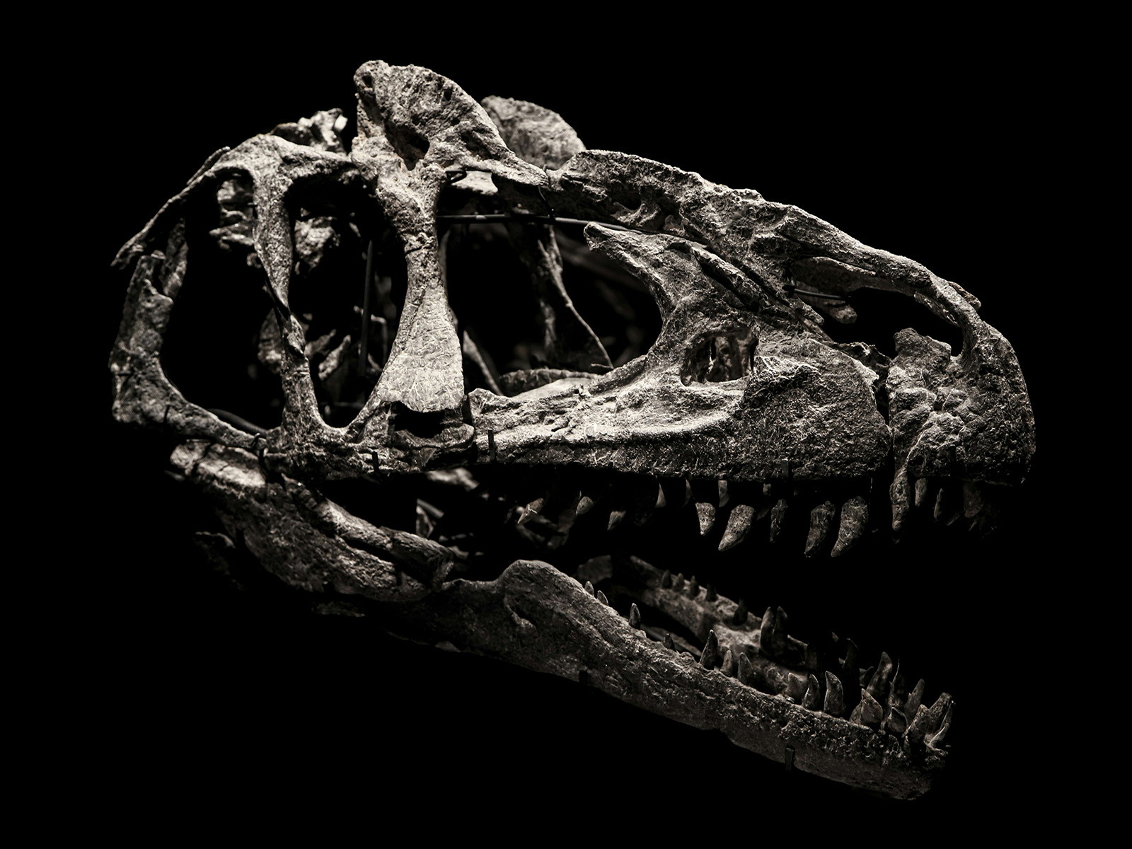 Should English Bibles Include the Word <i>Dinosaur</i>? A Deeper Look at Key Terms Reveals That Biblical “Dragons” Were Not Dinosaurs