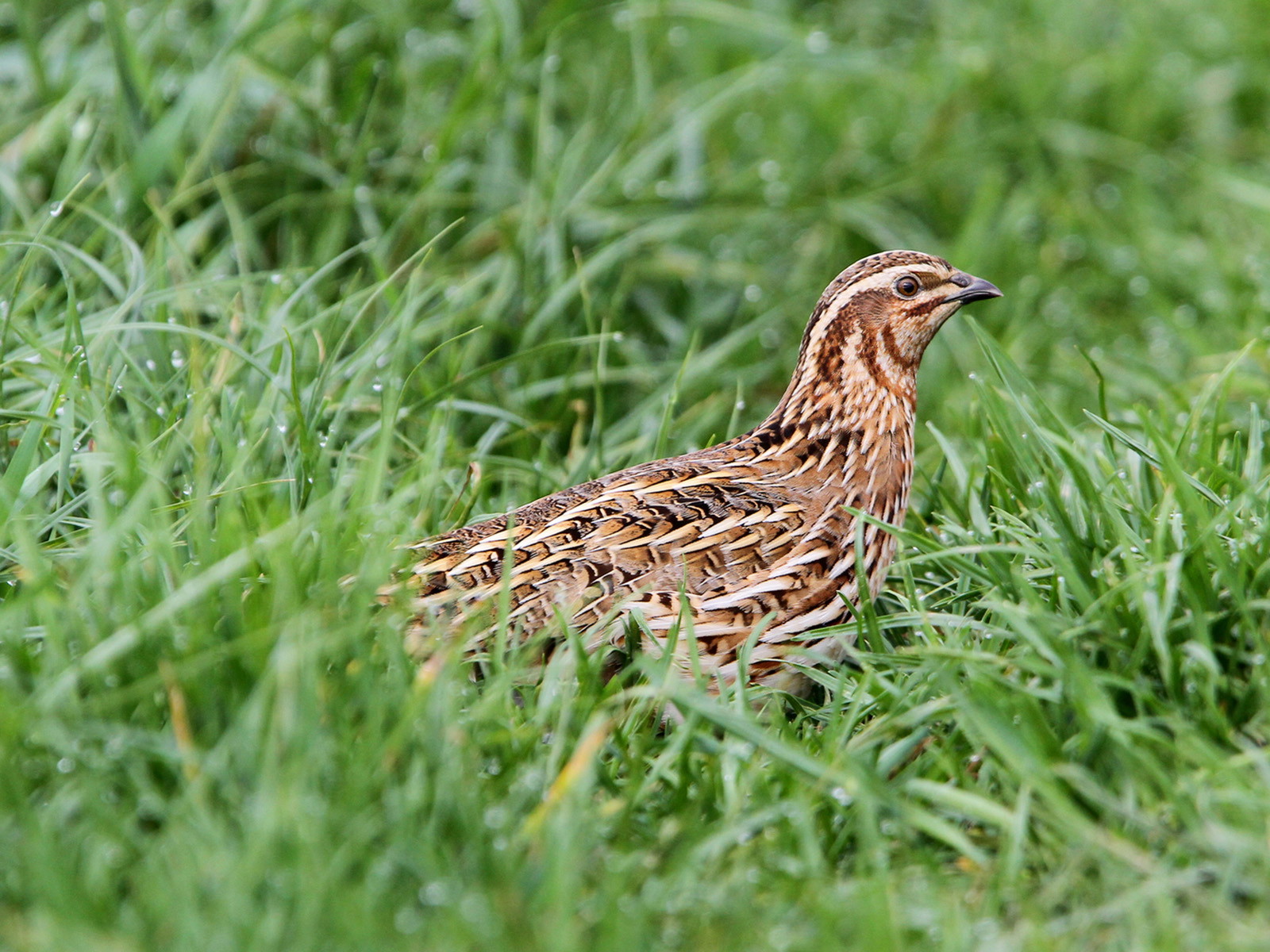 Defining Holobaramins of Order Galliformes Using Molecular Data
